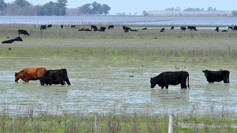 vacas-campo-inundado.jpg