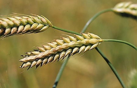 hordeum-distichum-01.jpg