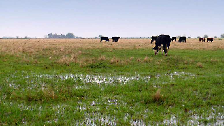 vacas-en-el-bajo-ii.jpg