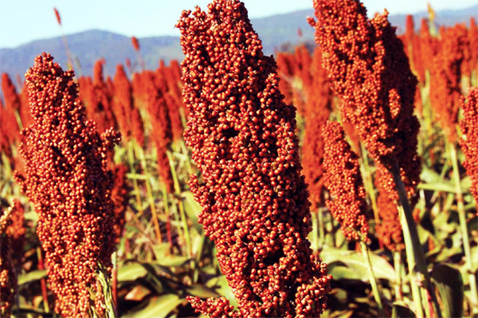 sorgo-2.jpg