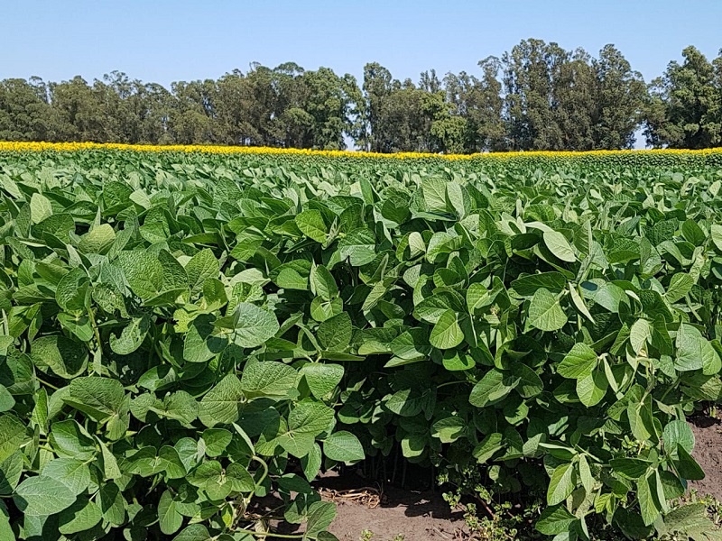Fernando-Gimnez-Presentan-una-soja-que-tolera-la-falta-de-agua.jpg