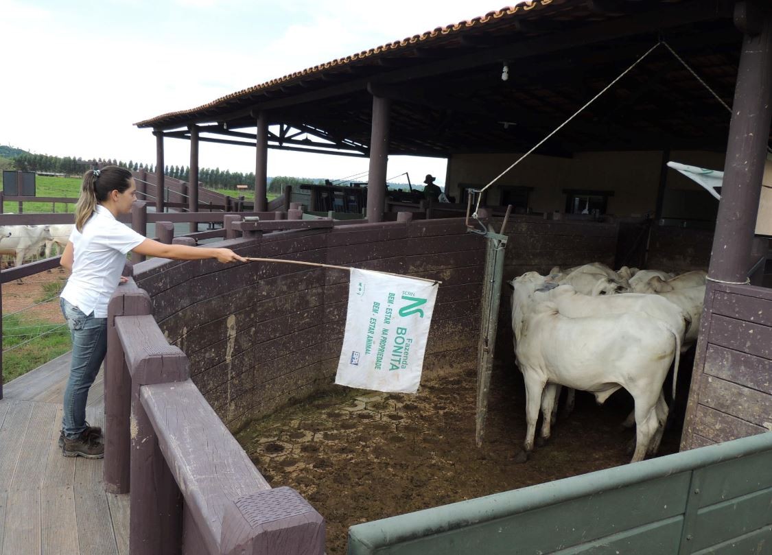 La bandera corta no sirve para un toril como éste. Por eso se observa que hay otra persona del otro lado, con otra bandera corta. Doble trabajo por ahorrarse unos metros de caña...
