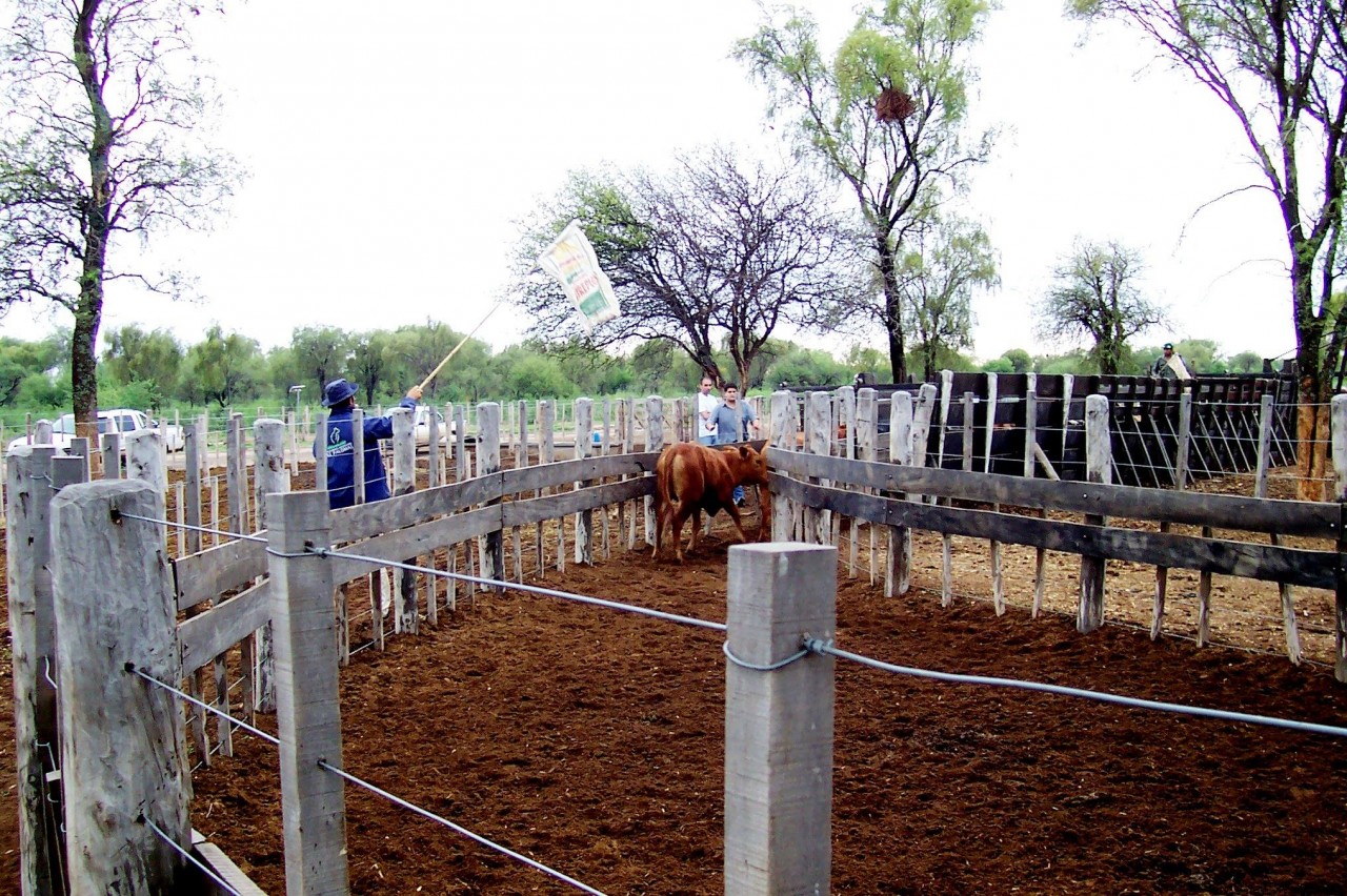 Ea. Las Palomas, Deán Funes, Cba., 16 de noviembre de 2005. El largo de la bandera le permite al colega trabajar desde afuera del toril y superar el obstáculo que le ponen los dos visitantes que están parados donde no deben.