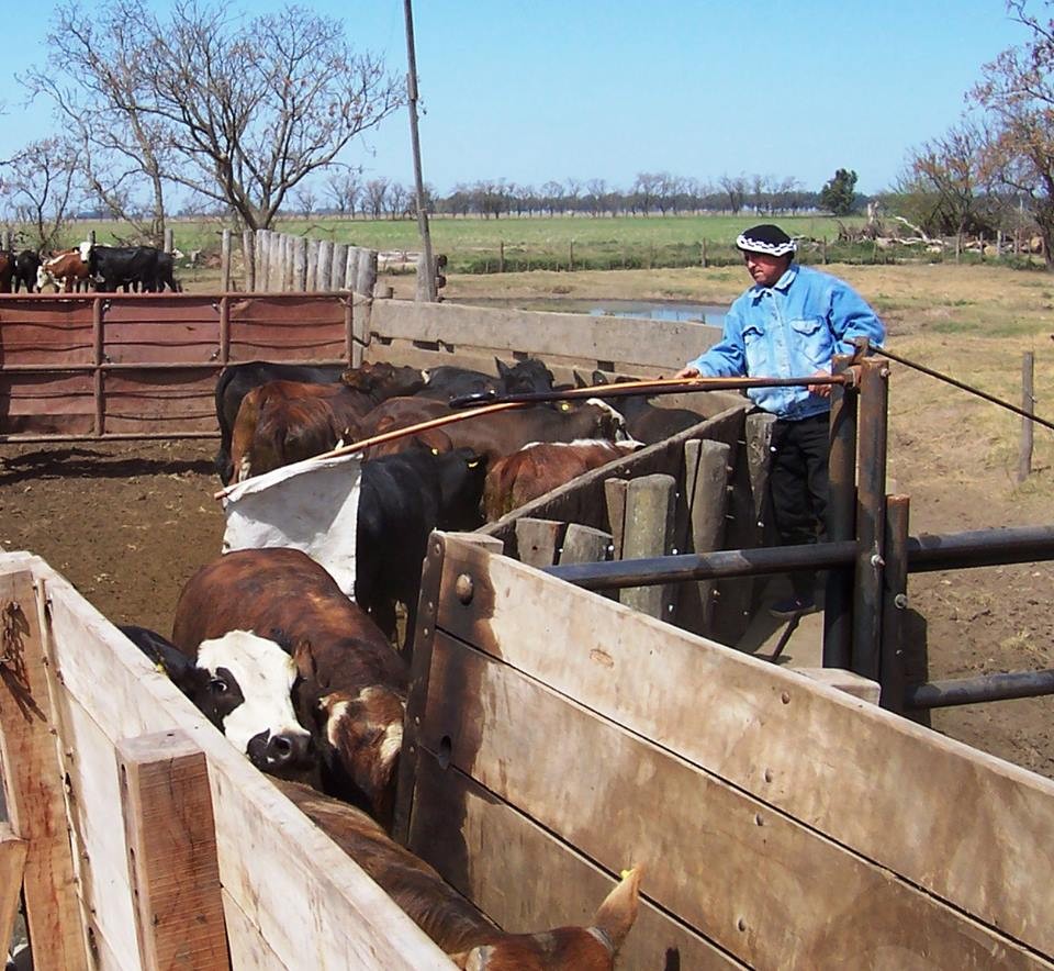 Ea. El Pino, Las Varillas, Cba., 7 de octubre de 2005, el colega usa tan bien la bandera larga que puedo pararme adelante y sacar la foto sin frenar la entrada de los novillos.
