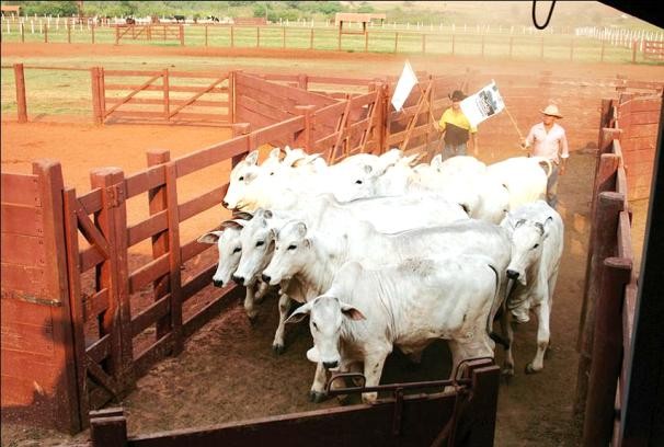 Para trabajar desde atrás y conseguir que nos vean las cuatro vaquillonas de adelante, que son las que están frenando al resto, las banderas deberían ser más largas y habría que sostenerlas con el brazo estirado. Con estas banderas, sería mejor cerrar la tranquera y subirse a ella. Los operarios, en vez de hacer eso, se han acercado demasiado a las vq. de la cola, que en cualquier momento se les dan vuelta, y los veo un poco