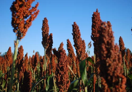 sorgo-dietas-web2.jpg