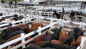 vacas_en_liniers_fyo_ganado_rosario.jpg