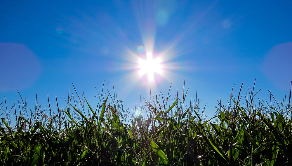 clima-sol-maiz-infocampo.jpg