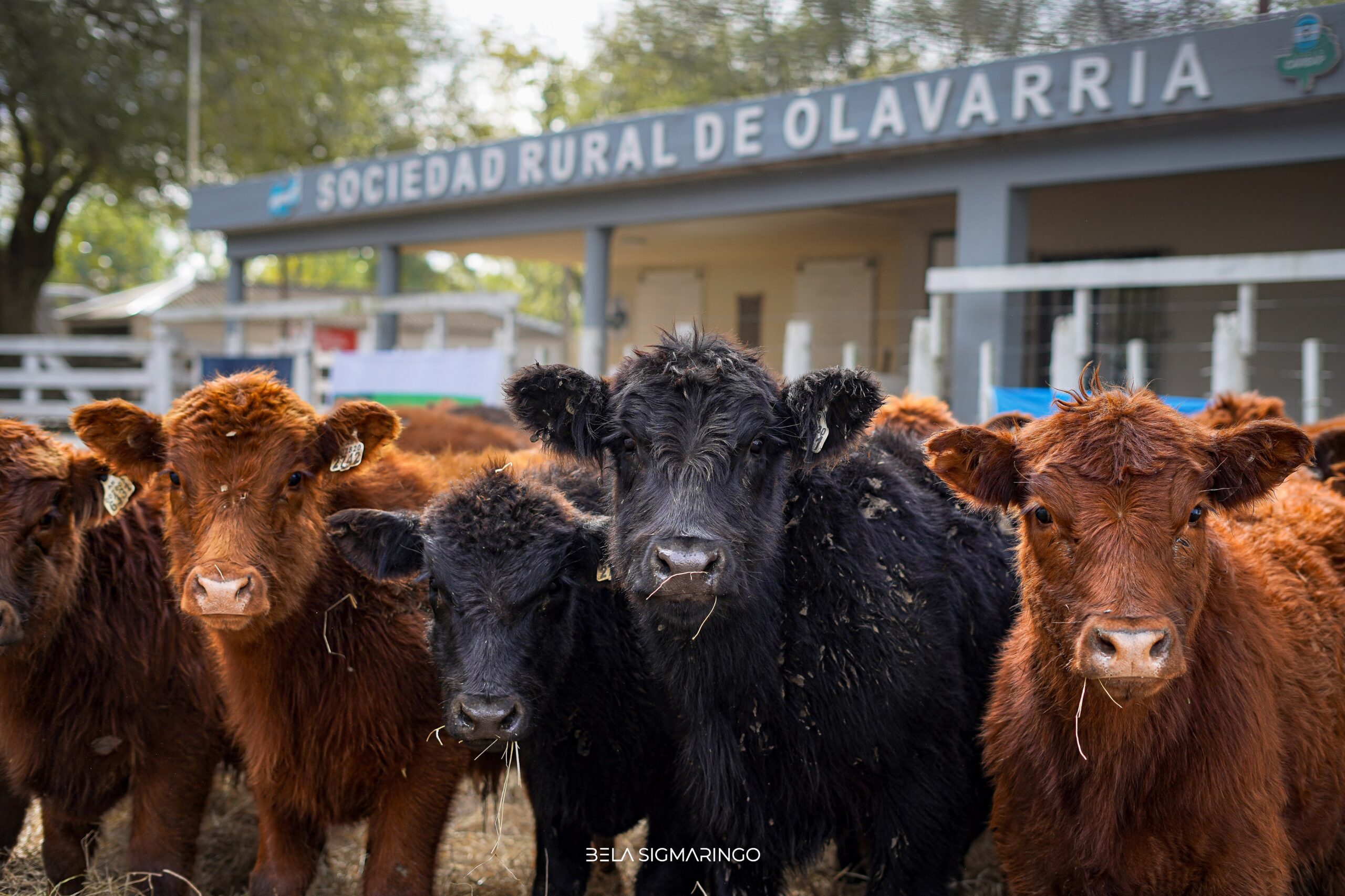 Respaldadas por el mercado: las Terneras Angus Certificadas fueron el gran atractivo del remate especial en «La Ganadería Que Viene 2026»